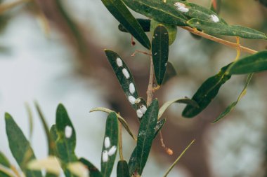 Yünlü yaprak bitleri, zeytin ağacında haşere, seçici odaklanma