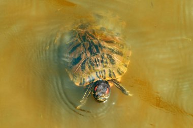 Kırmızı kulaklı kaydırıcı veya kırmızı kulaklı terrapin (Trachemys script ta elegans) yüksek açılı bir görünümde