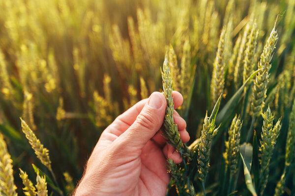 Фермер осматривает незрелое пшеничное ухо на посевных полях, крупным планом держит зерновые культуры, избирательный фокус