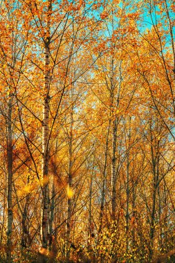 Aspen ağacı ormanları, sonbahar ormanı manzarası, seçici odaklanma.