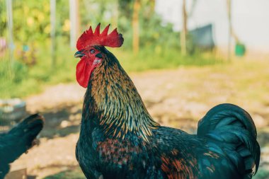 Horoz çiftliğin arka bahçesinde, seçici odaklanma