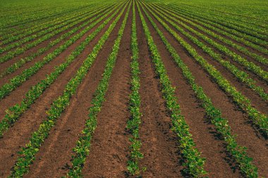 Ekilmiş soya tarlası perspektifi azalıyor, seçici odaklanma