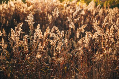 Pampas otlağı açık hava, sazlık veya açık renkli Phragmites australis, seçici odak noktası