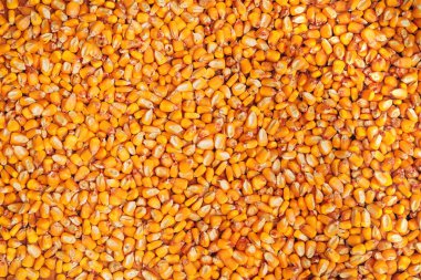 Mısır taneleri yığını, tahıl hasadı arka plan olarak, üst görünüm