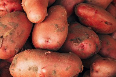 Çiftçi pazarına çiğ patates kökü yığını, seçici odaklanma