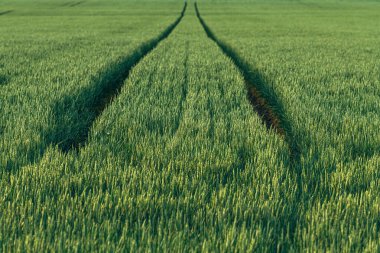 Tractor tire tracks in green wheat field, selective focus clipart