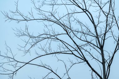 Kışın yaprak döken ağaç dalları, seçici bir odak noktası.