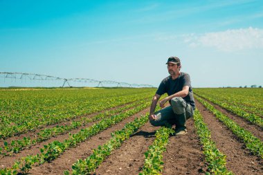 Tarım soya tarlasında çömelmiş özgüvenli erkek tarım işçisinin portresi, seçici bir odak noktası.