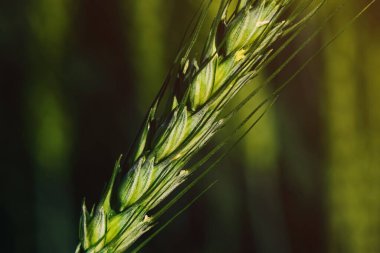 Ekin gelişiminin erken aşamalarında buğday, tarlada yeşil olgunlaşmamış tahıl bitkisi, seçici odaklanma