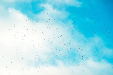 Kışın kırsal alanda büyük bir martı sürüsü, seçici bir odak noktası.