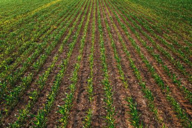 Aerial shot of cultivated corn crop field in diminishing perspective from drone pov clipart