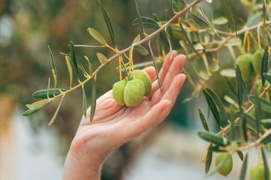 Yunanistan 'da organik meyve bahçesinde olgunlaşmamış zeytin meyvelerini inceleyen çiftçi, seçici odaklı