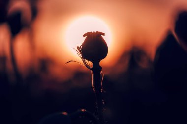 Gün batımında afyon haşhaş silueti (Papaver somniferum) pod kapsülü, seçici odak