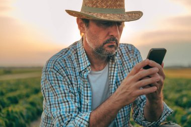 Yaz günbatımında ekili soya tarlasında akıllı telefon kullanan tarım işçisi, akıllı tarım ve modern teknoloji tarım faaliyetleri, seçici odaklanma