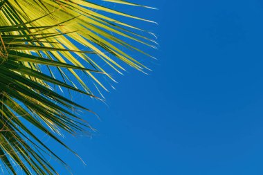 Washingtonia robusta, ayrıca Meksikalı hayran palmiyesi ya da gökyüzü yaprakları olarak da bilinir.