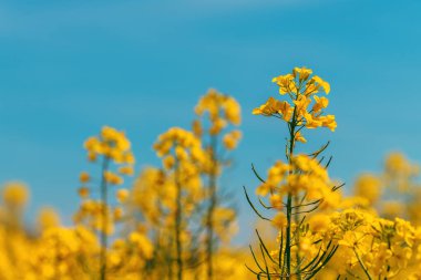 Sarı kanola tarlada çiçek açan mahsul, seçici odaklanma