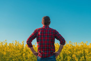 Erkek tarım işçisi bahar günbatımında çiçek açan kanola kolza tohumu tarlasına bakıyor.