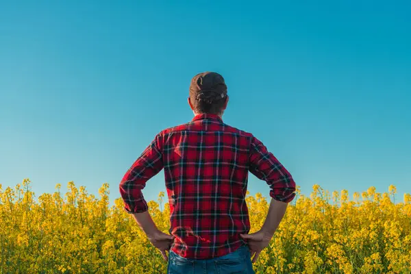 Erkek tarım işçisi bahar günbatımında çiçek açan kanola kolza tohumu tarlasına bakıyor.