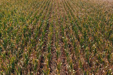 İHA pov 'dan tarlada ekili mısır tarlalarının hava görüntüsü, yüksek açı görünümü