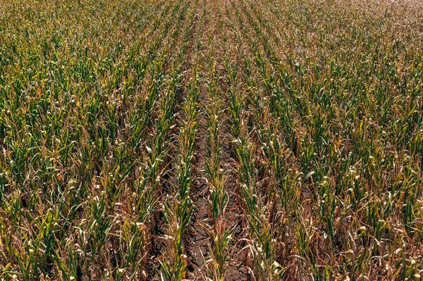 İHA pov 'dan tarlada ekili mısır tarlalarının hava görüntüsü, yüksek açı görünümü