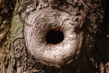 Ağaç oyuğu, ağaç gövdesinde bir delik, seçici odak