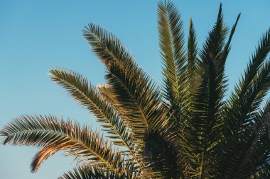 Yaz günbatımında, deniz kıyısında palmiye yaprakları seçici bir odak noktası.