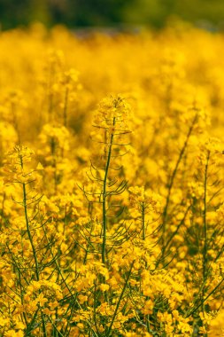 Çiçek açan kanola ekinleri, tarladaki kolza tohumlarının sarı çiçek başları, seçici odaklanma