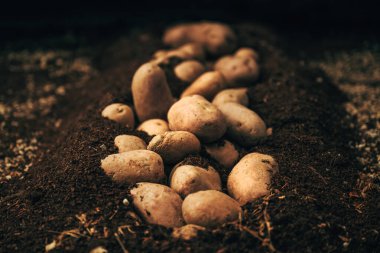 Ekili ekin tarlasında patates biçme makinesi, seçici odaklanma