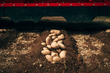 Ekili ekin tarlasında patates biçme makinesi, seçici odaklanma