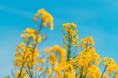 Çiçek açan kanola ekinleri, tarladaki kolza tohumlarının sarı çiçek başları, seçici odaklanma