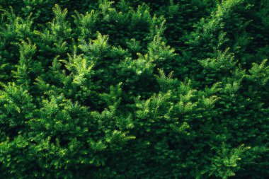 Arkaplan olarak yemyeşil porsuk (Taxus baccata) duvarı