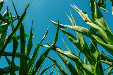 Yeşil mısır tarlasının düşük açılı görüntüsü, seçici odaklanma