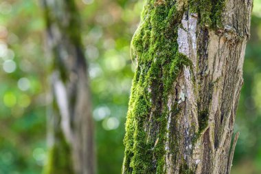 Güneş ışığında bir ağaç gövdesinde büyüyen canlı yeşil yosun yakın plan, yumuşak bulanık orman arka planı sıcak tonlarda. Seçici odak.