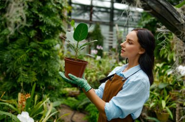 Portrait of young woman gardener in apron holding pot and looking at green ficus flower. Greenhouse plant growing and distribution concept