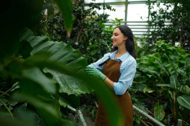 Young female gardener cutting plant growth in garden greenhouse. Landscaping occupation, green flower grooming chores routine at hothouse