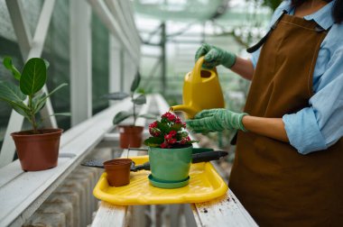 Woman gardener working at botanical farm. Hothouse worker planting flower in pot watering seedlings