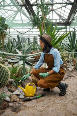 Young woman gardener with garden tools caring cactus pant working at greenhouse. Seedlings planting process