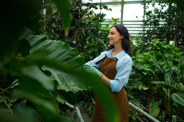 Young Female Gardener Cutting Plant Growth Garden Greenhouse Landscaping Occupation — Fotografia de Stock
