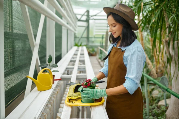 Young Woman Gardener Apron Overalls Potting Plants Greenhouse Seedlings Planting — Zdjęcie stockowe
