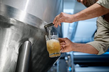 Closeup busy brewery engineer pouring beer to test quality. Cropped image of professional male brewer supervisor working at manufacture clipart