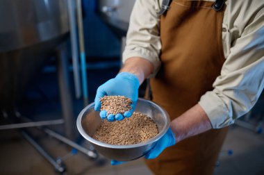 Closeup of male hands in rubber gloves holding wheat grains. Industry brewer preparing beer malt crop for brewing