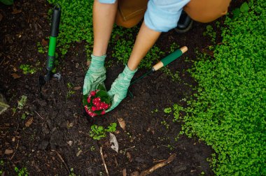 Closeup view on young woman botanist transplanting flower from pot in ground. Work in greenhouse or botanical garden