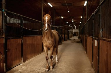 Portrait of young purebred stallion tied standing in stalls. Thoroughbred horse in stable