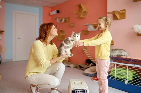 친절하게 미소짓는 여자가 소배경 위에서 소녀에게 고양이를 어린이와 동물의 — 스톡 사진