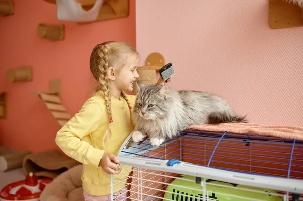 Meisje Kind Kammen Dikke Vacht Van Kitten Terwijl Het Doorbrengen — Stockfoto