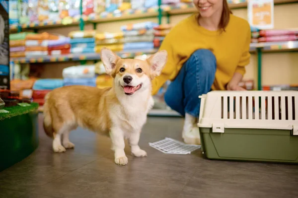 Portrait Cute Corgi Dog Pet Shop Indoor Interior Woman Puppy — Stock Photo, Image