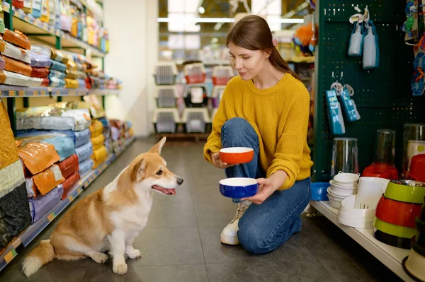 Young Cheerful Woman Offering Her Lovely Corgi Dog Choose New — Stock Photo, Image