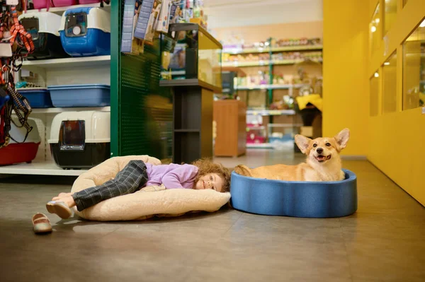 Leuke Tevreden Kleine Kind Corgi Hond Testen Nieuw Bed Bij — Stockfoto