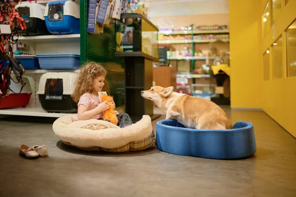 Een Klein Kind Speelt Met Haar Corgi Hond Dierenwinkel Supermarktassortiment — Stockfoto