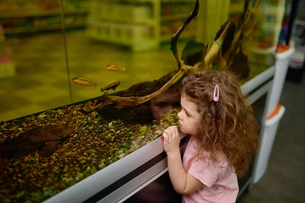 Κοριτσάκι Που Ψάχνει Ψάρια Για Κολύμπι Στο Ενυδρείο Στο Κατάστημα — Φωτογραφία Αρχείου